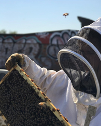 Honeybees and caretaker